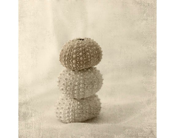 Sea Urchin  Photograph, Sea Shell Nautical Wall Decor,  Sepia Still Life, Monochromatic,  Shabby Chic Home