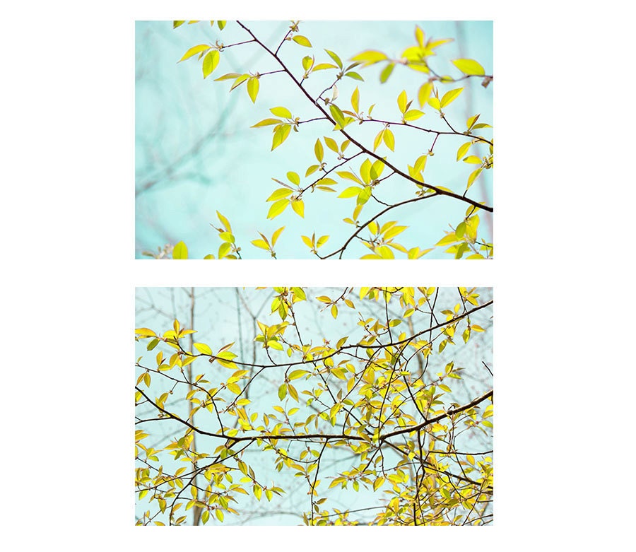 Two Sky Landscape Photographs, Yellow  Foliage on Turquoise, Modern Abstract Wall Decor