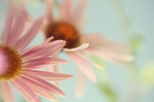 Pink Daisy Photograph, Chrysanthemums, Shabby Chic Wall Decor, Flower  Nature Photography