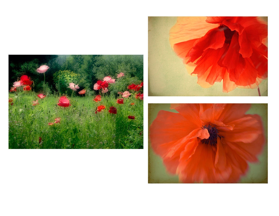 Three Red Poppy Photographs, Botanical, Floral  Wall Decor, Still Life Flower, Garden Landscape, Flower Photography