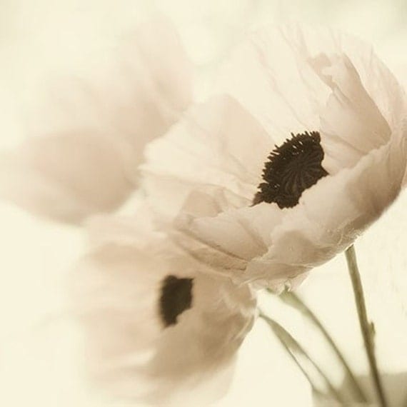 Shabby Chic Wall Decor, Flower Photographs, Four Floral  Art Prints Set, Ethereal Still Lifes, Peony, Tulip, Poppy, Daisy, Pink