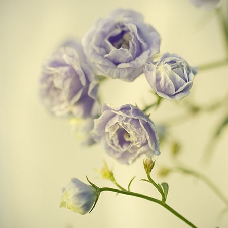 Shabby Chic Wall Decor, Soft Focus Photograph, Blue Flower Still Life  Photography