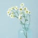 Flower Photographs Wall Decor, Still life Photos, Little Bouquets, Four Fine Art Prints, Botanical Art Prints, Shabby Chic Wall Art