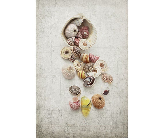Sea Shells Photograph, Nautical Wall Decor,  Sea Urchin And Shells Still Life,   Shabby Chic