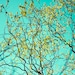 Four Sky Landscape Photographs, Nature Photography,  Turquoise, Chartreuse Wall Decor