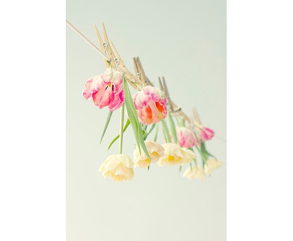 Tulip Photograph, Pink, Cream Wall Decor, Floral Art Print,  Flower Photography Still Life