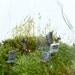 Eerie Cemetery MOSS DROP Hanging Terrarium  KIT