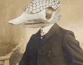 armadillo man