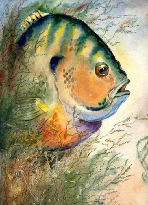 Bluegill fish Watercolor 8X10 Cottage Decor print by artist Barry Singer