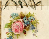 DIGITAL Scan BIRDS on a Wire ROSE Blank message space Antique French postcard