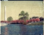 SALE -- Washington Monument, Washington DC, Cherry Blossoms, Image Transfer, Print, Photograph, Framed
