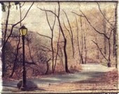 SALE -- NYC, Central Park, New York City, Brown, Trees, Fall, Autumn, Photograph, Print, Framed
