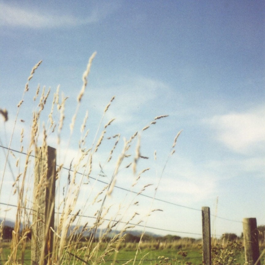 FREE SHIPPING And the Sun Shone on - 8x8 country photo, fence, summer, grass, blue sky, white clouds, New Zealand, polaroid, cottage chic