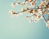What is your favourite thing about spring - 8x12 spring white blossom blue sky Photograph