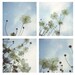 Afternoon Shadows -  set of 4 5x5 photos, japanese anenomes, pale blue, ivory, white, clouds, sky, petals, garden flowers, cottage chic