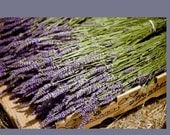 Custom Listing for Shannon 200 Stems  Dried French Lavender