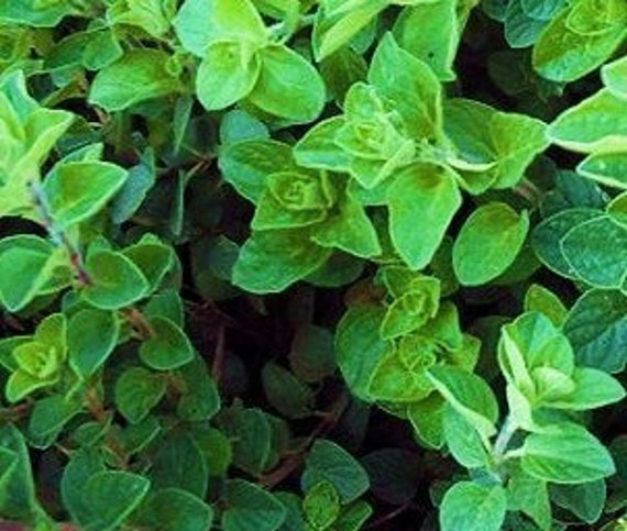 Greek Oregano