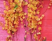 From pink to pink