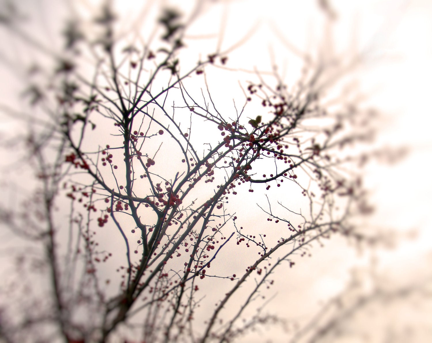 Fine Art Photography Red Berries and Branches Winter Holiday Gift Christmas Home Decor Soft Focus Ethereal Poe Team Altered 8X10 - AJoyfulStudio