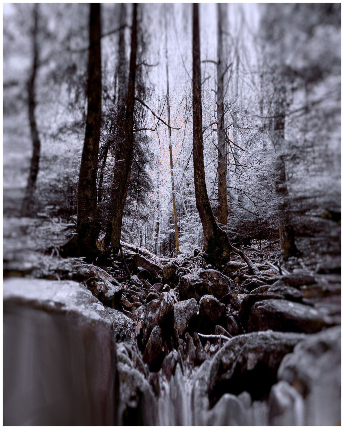 Wall Decor Digital Collage Winter Scene Snow Icy Forest Altered Fine Art Photograph Print Christmas Holiday Gift Mixed Media