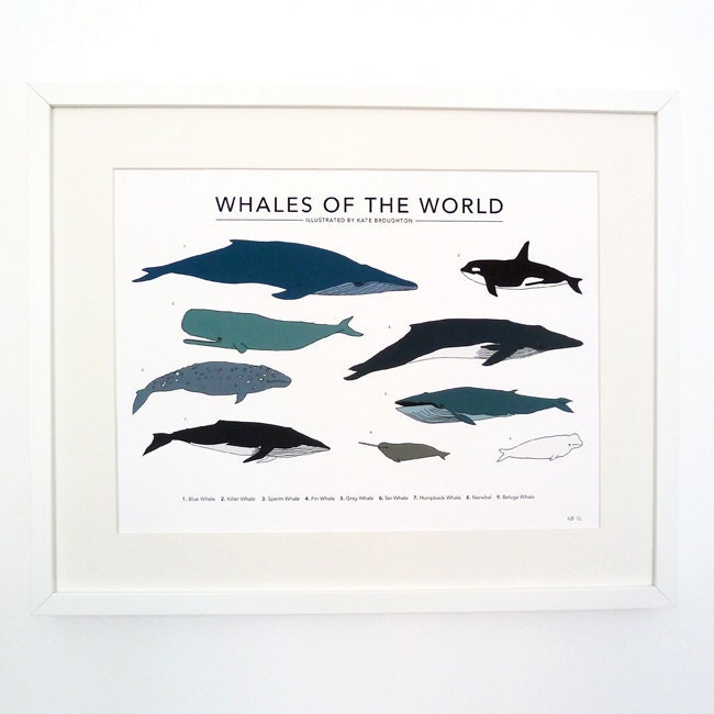 Whales of the World print