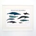 Whales of the World print