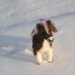 Custom Pet Portrait / Needle Felted Animal Sculpture / Handmade Pony / cute