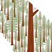 California Redwoods print