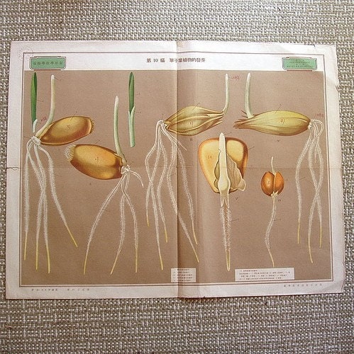 very large vintage botanical print