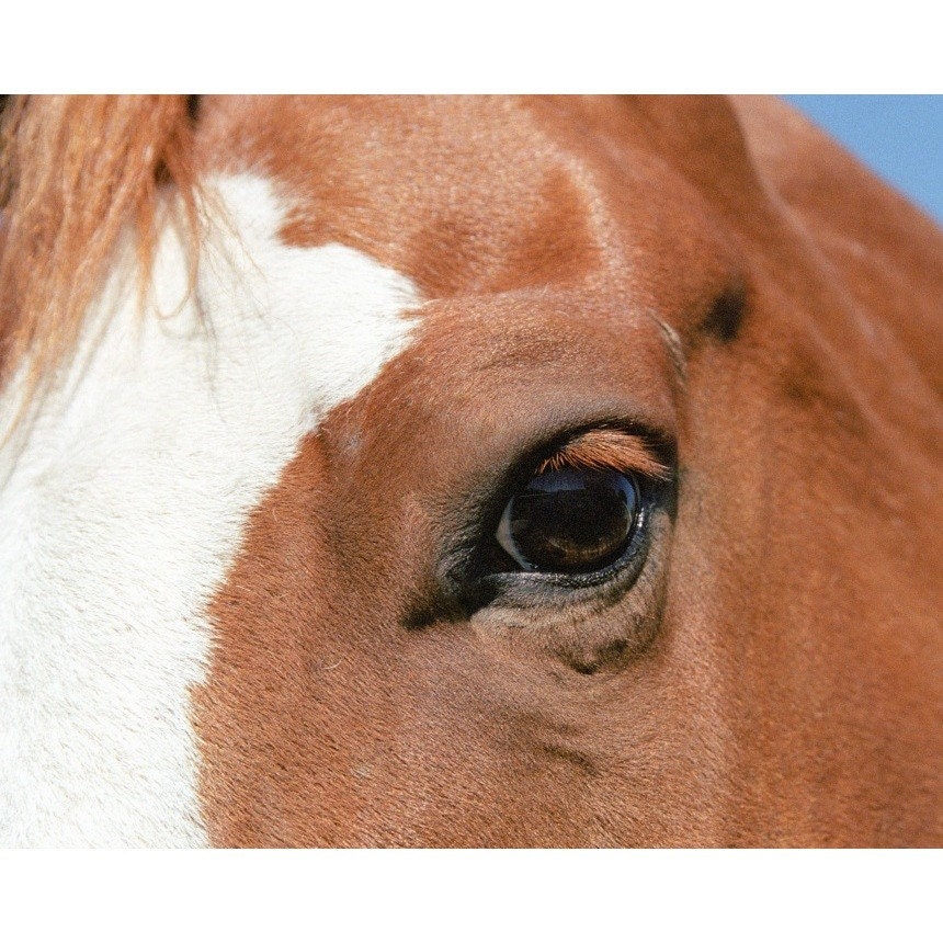 Horse Photo - Cinnamon Eye - 8x10 Signed Photo
