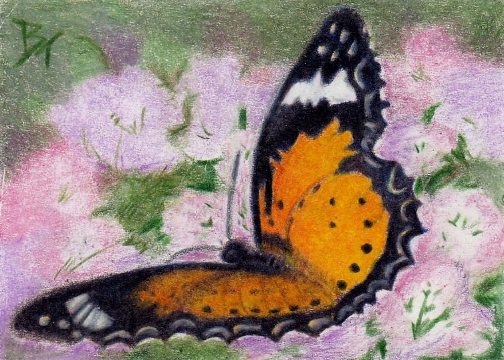 Butterfly Flutter aceo Original