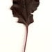 Leaf Silhouette Freehand Custom Portrait