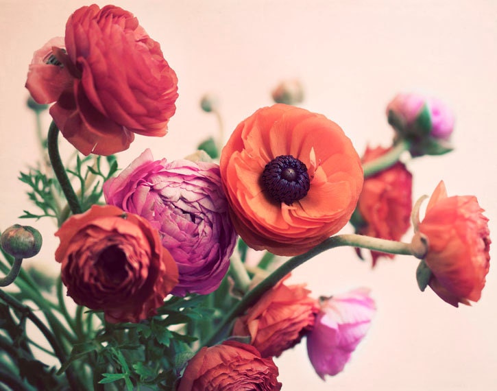 Ranunculus Photograph, 8x10 Flower Print, Romantic Flower Photo, Nature Photography