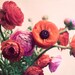 Ranunculus Photograph, 8x10 Flower Print, Romantic Flower Photo, Nature Photography