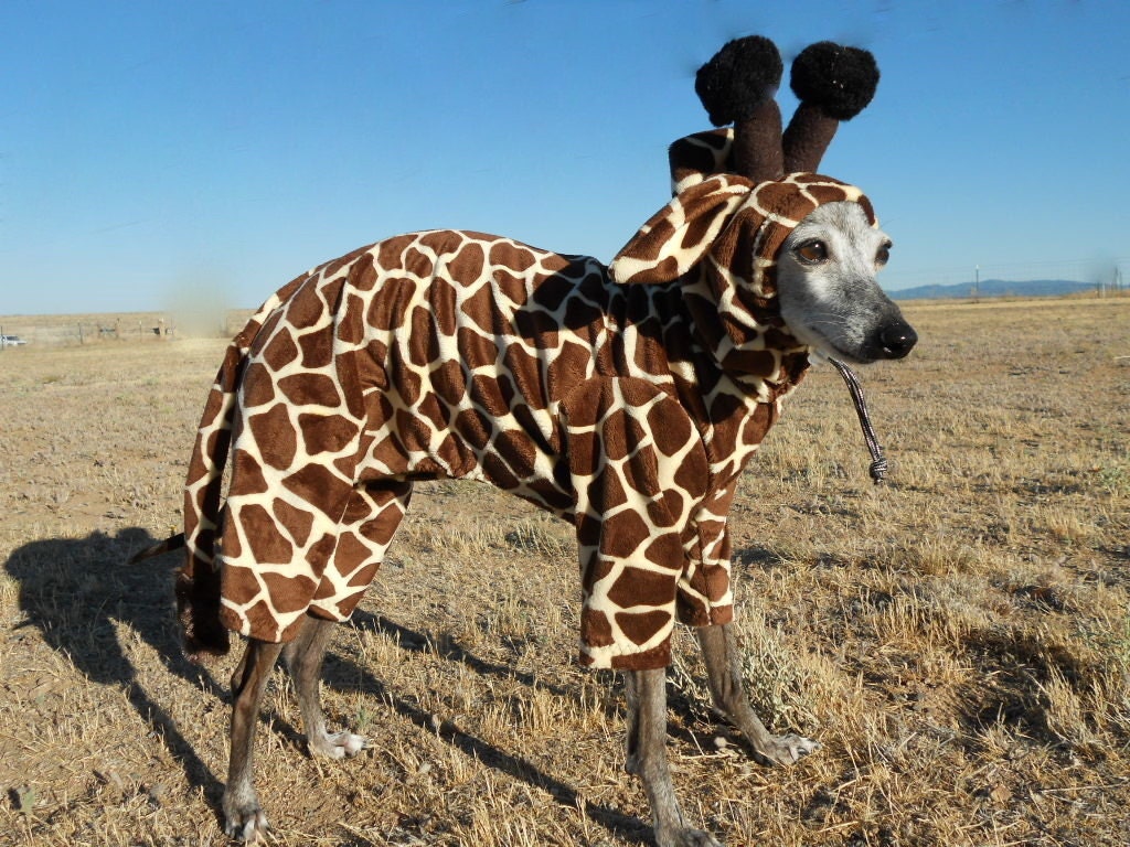 Petite Giraffe Pet Costume- have your own tiny lap giraffe -size MEDIUM Italian greyhound 16 inches long