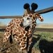 Petite Giraffe Pet Costume- have your own tiny lap giraffe -size MEDIUM Italian greyhound 16 inches long