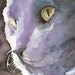 Russian Blue Cat Art Print of Original Watercolor Painting 11x14