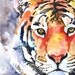 Tiger Art Print of Original Watercolor Painting 8x10