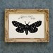 Salt Marsh Moth - Hand-Cut Silhouette Papercut, Framed