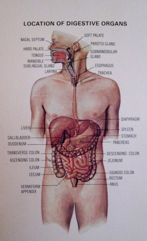 Digestive Chart