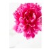 SPECIAL DEAL - Peony 16, 5x7 photograph - Flower photograph, nature photography, pink, spring, summer, magenta, SALE