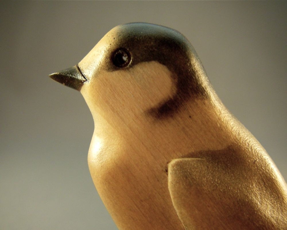 Gray Jay
