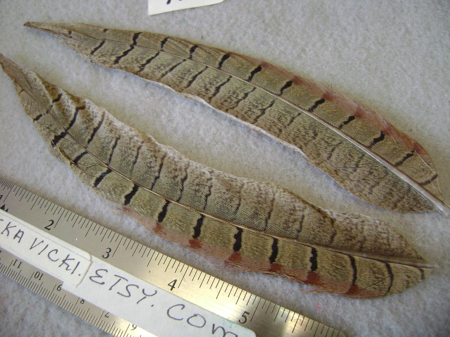 Ringneck Pheasant Tail Feathers with for Earrings Hair Pieces Crafts 2 pcs.  F 979