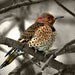 Northern Flicker