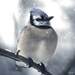 Heavenly Snow