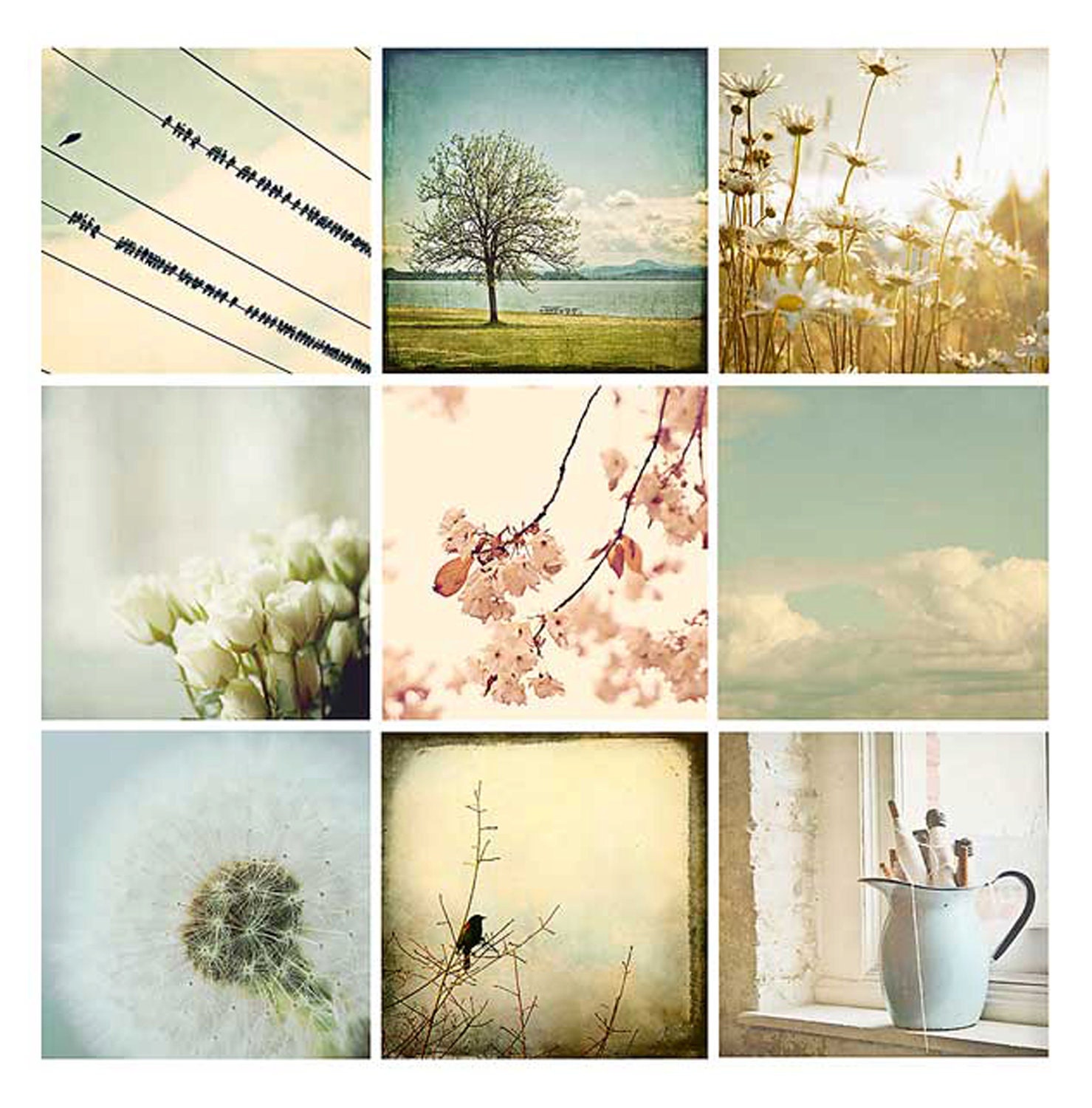 Nature Photograph Set - Flowers - Blackbirds - Dandelions - baby nursery prints - 4x4