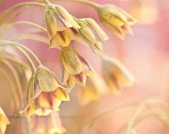 Yellow Flower Photography, pastel pink wall art, baby nursery print, feminine shabby chic home decor, spring photo - 8x8