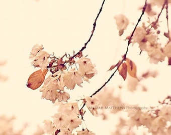 Pastel Tree Flower Blossoms Photography, peach neutral wall art, home decor, shabby chic style photo - 8x8