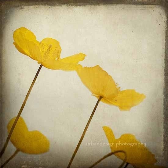 30% OFF SALE -Yellow Poppy Photo - as seen at the 2013 Oscars GBK Gift Lounge - flower wall art, spring home decor