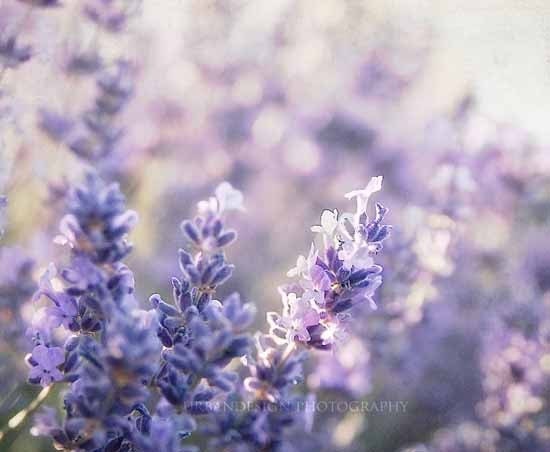 Purple Lavender Flower Field Photography, floral home decor print, dreamy baby nursery, vintage styled photo, wall art - 8x10